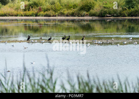 Eine Gruppe von Wasservögeln, darunter große Kormorane (Phalacrocorax carbo) schwarz - vorangegangen Möwen (Chroicocephalus ridibundus) Stockfoto