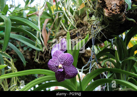 Ein Lila und Weiß Vanda Orchid in voller Blüte mit einem Baum, Wurzeln und Grün im Hintergrund Stockfoto