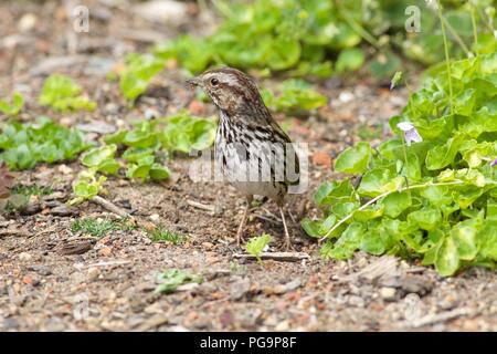 Der kalifornischen Küste Rennen der Song sparrow (Melospiza melodia), San Francisco Botanical Gardens, Kalifornien Stockfoto