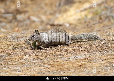 Kalifornien Erdhörnchen (Spermophilus beecheyi) unter Kiefernadeln, Yosemite National Park, Kalifornien Stockfoto