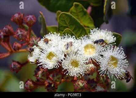 Honig Bienen Bestäubung von Blüten von Angophora hispida (Zwerg Apple Tree) im Royal National Park, NSW, Australien Stockfoto