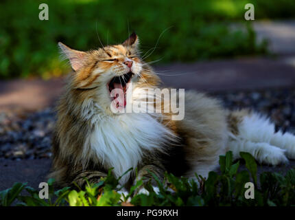 Norwegische Waldkatze gähnen Stockfoto