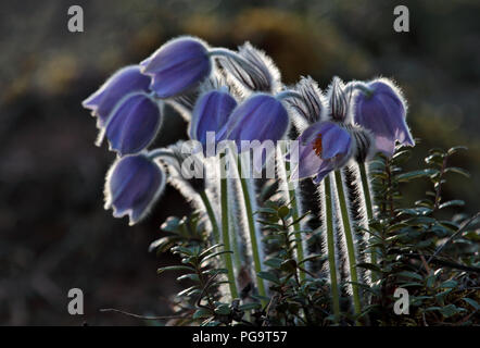 Seltene und geschützte Pulsatilla patens blühenden tief im Wald im Süden Finnlands Stockfoto