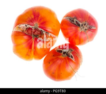 Krankheiten und Schäden, die auf Tomaten Früchte. Studio Foto Stockfoto