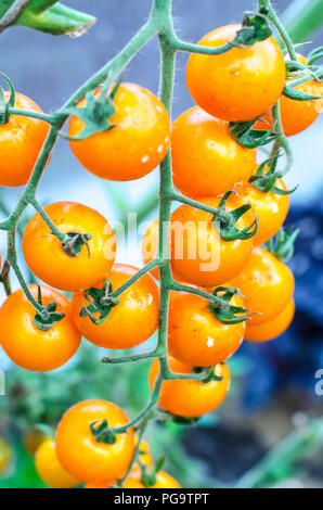 Krankheiten und Schäden, die auf Tomaten Früchte. Studio Foto Stockfoto