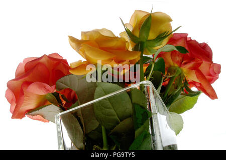 Ein Bouquet von roten und orangefarbenen Rosen. Stockfoto