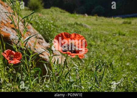 Mohnblumen auf den Höhen von Alay route, Alay, Kygyzstan Stockfoto