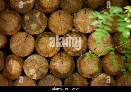 Gefällten Bäumen, übereinander gestapelt. Brennholz. Textur Stockfoto
