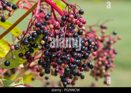 Ältere Europäische/Europäischen Holunder (Sambucus nigra), die hängenden Früchte Cluster von schwarzen Beeren im Sommer/Herbst Stockfoto