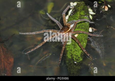 Sechs - gefleckte Fischen Spinne und elritzen. Stockfoto