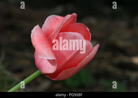 Nahaufnahme einer rote Tulpe Blüte. Stockfoto