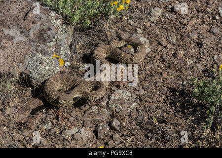 Ein erwachsenes Männchen Prairie Klapperschlange (Crotalus viridis) defensiv im Jefferson County, Colorado, USA, aufgewickelt. Stockfoto