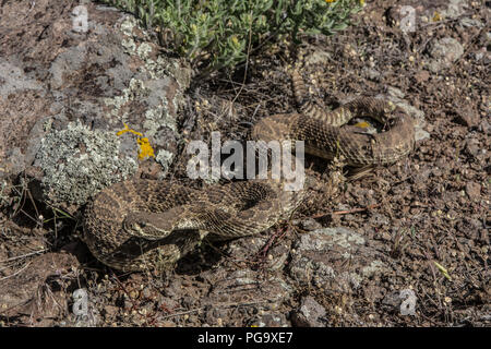 Ein erwachsenes Männchen Prairie Klapperschlange (Crotalus viridis) defensiv im Jefferson County, Colorado, USA, aufgewickelt. Stockfoto