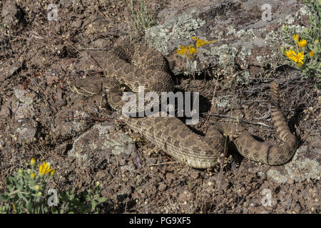 Ein erwachsenes Männchen Prairie Klapperschlange (Crotalus viridis) defensiv im Jefferson County, Colorado, USA, aufgewickelt. Stockfoto