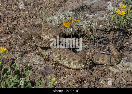 Ein erwachsenes Männchen Prairie Klapperschlange (Crotalus viridis) defensiv im Jefferson County, Colorado, USA, aufgewickelt. Stockfoto