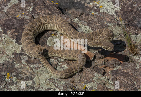 Ein erwachsenes Männchen Prairie Klapperschlange (Crotalus viridis) defensiv im Jefferson County, Colorado, USA, aufgewickelt. Stockfoto