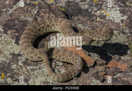Ein erwachsenes Männchen Prairie Klapperschlange (Crotalus viridis) defensiv im Jefferson County, Colorado, USA, aufgewickelt. Stockfoto