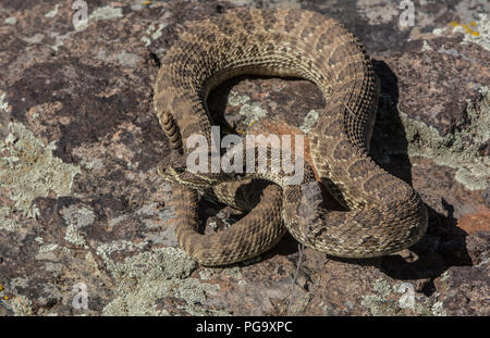 Ein erwachsenes Männchen Prairie Klapperschlange (Crotalus viridis) defensiv im Jefferson County, Colorado, USA, aufgewickelt. Stockfoto