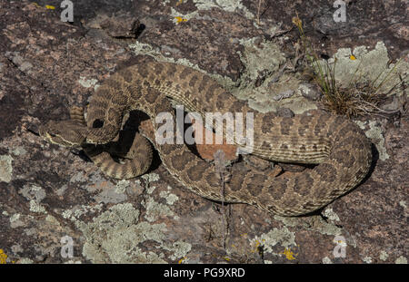 Ein erwachsenes Männchen Prairie Klapperschlange (Crotalus viridis) defensiv im Jefferson County, Colorado, USA, aufgewickelt. Stockfoto