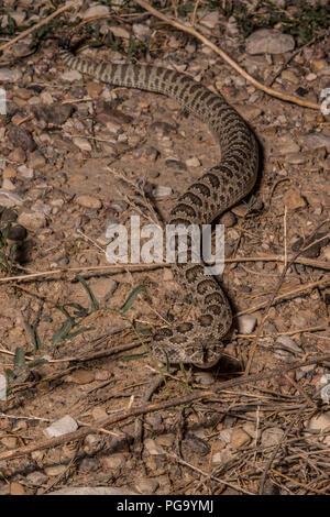 Ein erwachsenes Weibchen Prairie Klapperschlange (Crotalus viridis) durchquert ein kiesweg einer mondlosen Nacht in Otero County, Colorado, USA. Stockfoto