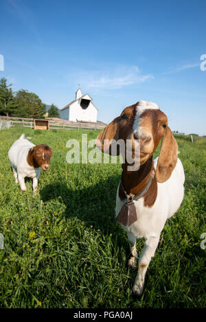 Ziegen in einem Stift mit einem elektrischen Zaun auf einer Farm in Oregon Wallowa Valley. Stockfoto