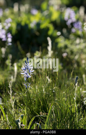 Schlafplätze in der Blüte, Wallowa - Whitman National Forest, Oregon. Stockfoto