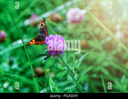 Schmetterling sitzt auf einem Klee Blume Stockfoto