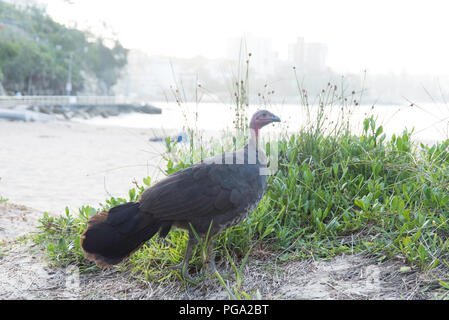 Australische brushturkey an Shelley Beach, Manly, Australien Stockfoto