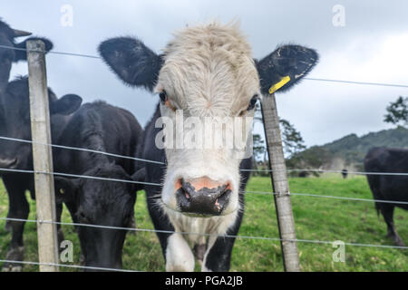 Neugierig Bullenkalb stossen Kopf auf die andere Seite des Zauns von Feld in North Island, Neuseeland, NZ Stockfoto