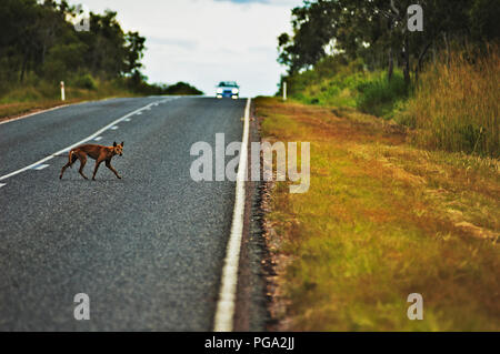 Ein Dingo, oder ein wilder Hund, Überquerung der Straße im Northern Territory. Stockfoto