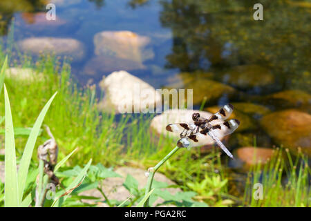 Große, schwarze und weiße Dragonfly thront auf einer Anlage über einen Gartenteich Stockfoto