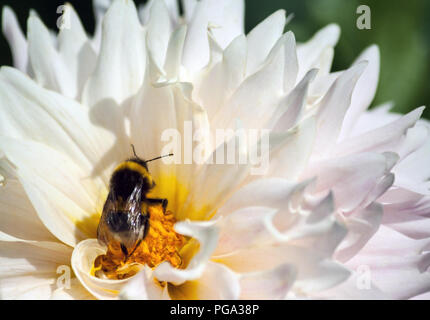 Eine große Hummel sitzt auf einem chrysanthemum Flower mit Blütenblättern und einem gelben Kern, ein Insekt im Sonnenlicht, ein Sommertag, eine Nahaufnahme, Stockfoto