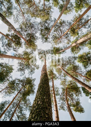 Bottom up Sicht in einem Wald mit vielen Bäumen Stockfoto