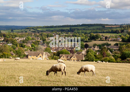Schafe weiden Sommer Gras oben Cotswold Stadt Chipping Campden, Chipping Campden, Cotswolds, Gloucestershire, England, Vereinigtes Königreich, Europa Stockfoto
