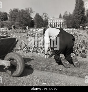 1960er Jahre, männlich Gärtner auf einem Landgut auf Händen und Knien außerhalb Graben ein Blumenbeet, England, UK. Stockfoto