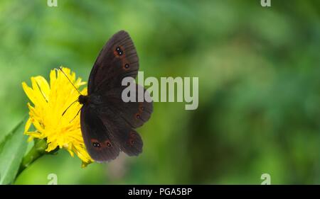 Eine dunkle braune Schmetterling mit Punkten auf den Flügeln saugt Nektar aus einer gelben Blüte. Tier, Schmetterling - Insekt, Blume, Insekt, eine Anima Stockfoto