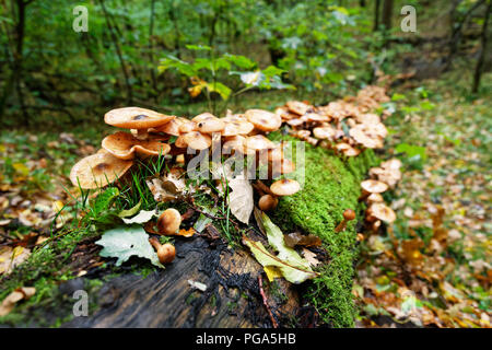 Herbstliche Stimmung im Wald - ein gefallener Baum ist dicht mit Pilzen und Moosen bewachsen, unscharfen Hintergrund aus. Stockfoto