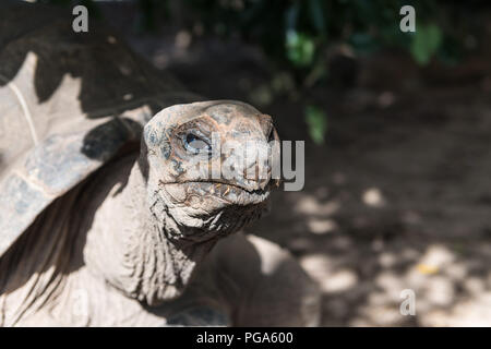 Eine riesige Schildkröte bei Camera suchen Stockfoto
