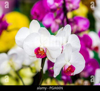 In der Nähe von wunderschönen weißen Phalaenopsis Orchidee mit Gelb Rot center Stockfoto