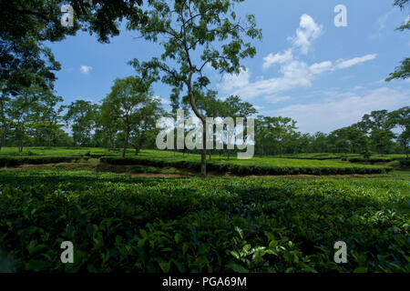 Tee-Garten auf Srimangal. Moulvibazar, Bangladesch. Stockfoto
