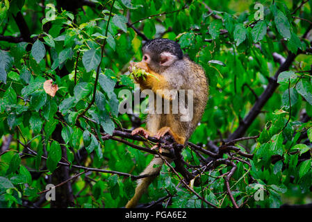 Eichhörnchen Affe im Baum Stockfoto