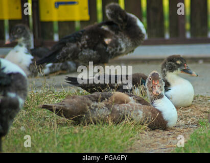 Entlein sitzen auf Gras und anderen Enten im Hintergrund Stockfoto