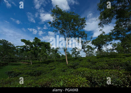 Tee-Garten auf Srimangal. Moulvibazar, Bangladesch. Stockfoto