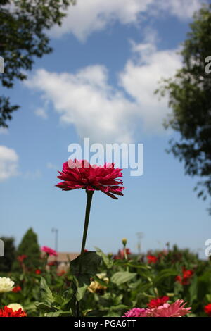 Schöne blühende Blumen im Spätsommer an einem heißen und sonnigen Tag außerhalb von Chicago, Illinois, USA. Stockfoto