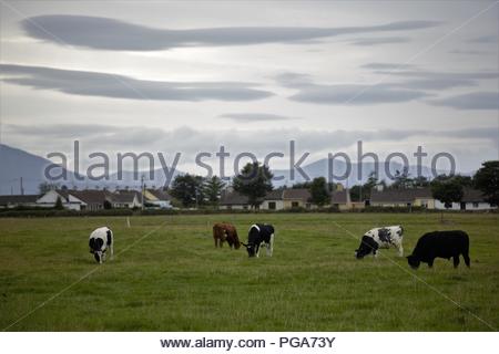 Blick auf die Berge von Tralee in Kerry mit weidenden Tiere im Vordergrund. Stockfoto