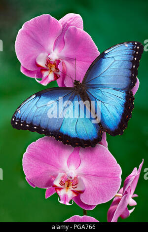 Schmetterling blauer Morpho oder Pink Orchid Flower mit grünem Hintergrund. Vor allem in Südamerika, Mexiko und Mittelamerika. Stockfoto