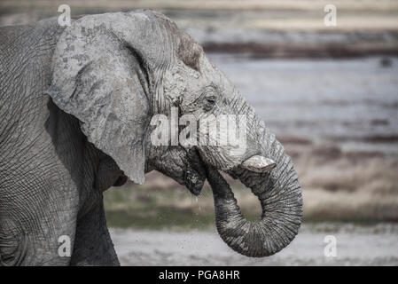 Afrikanischer Elefant (Loxodonta africana), Trinken, Etosha National Park, Namibia Stockfoto