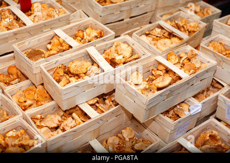 Frische Pfifferlinge (Cantharellus Cibarius) in Körben auf einem Marktstand, Bremen, Deutschland Stockfoto