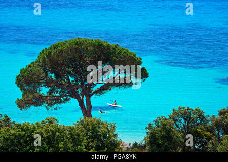 Palombaggia Strand mit türkisblauem Meer, Porto Vecchio, Corse-du-Sud Abteilung, Korsika, Frankreich Stockfoto