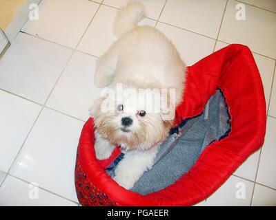 Haustier, Hund, Lhasa Apso, São Paulo, Brasilien Stockfoto